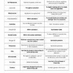 Cell Organelles And Their Functions Worksheet Answers In Cell Organelles And Their Functions Worksheet