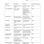 Cell Organelles Worksheet Along With Cells And Organelles Worksheet Answer Key