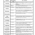 Cell Organelles Worksheet – Wiring Diagram Together With Inside The Eukaryotic Cell Worksheet Answers