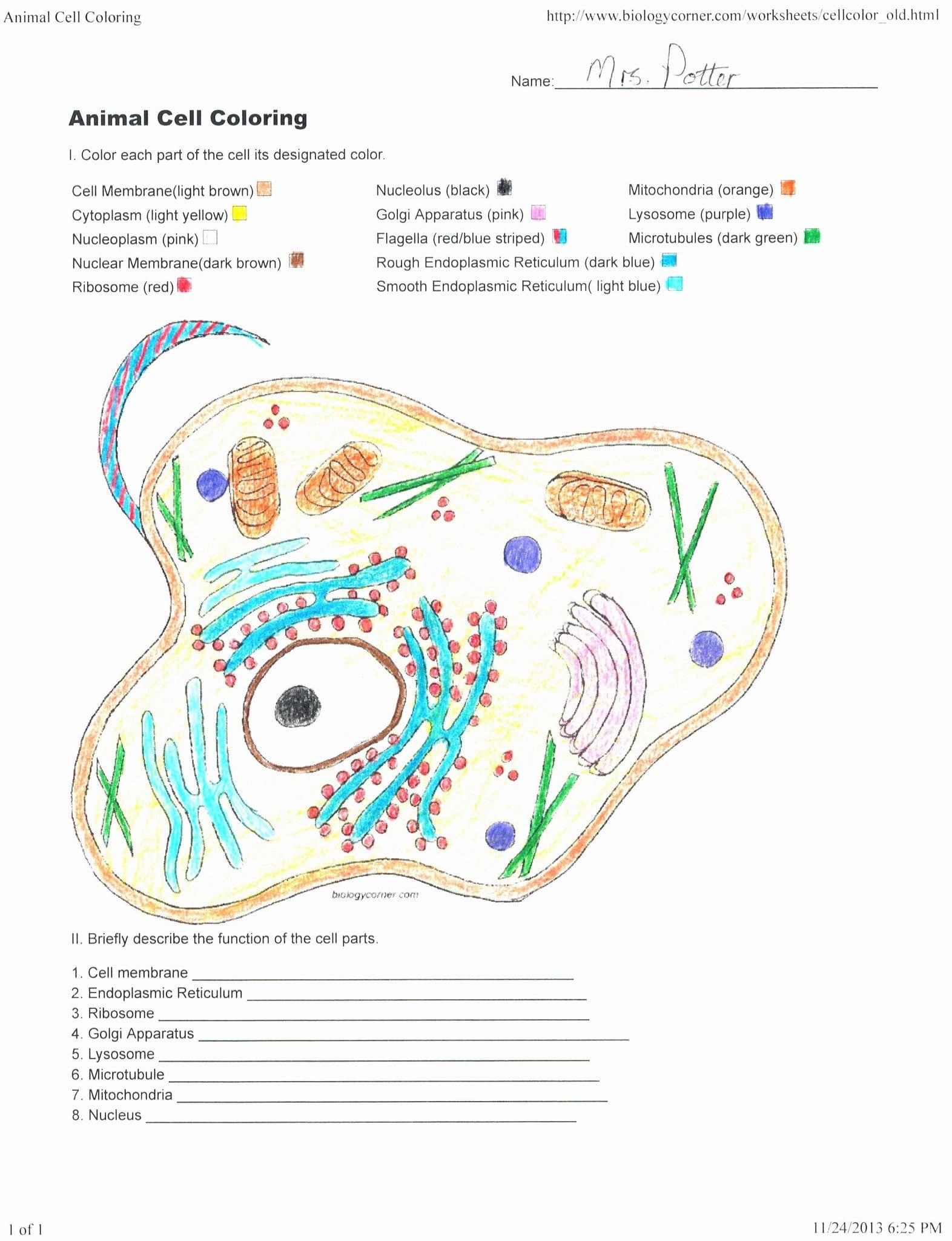 Cells Alive Bacterial Cell Worksheet Answer Key  Briefencounters Also Cells Alive Bacterial Cell Worksheet Answer Key