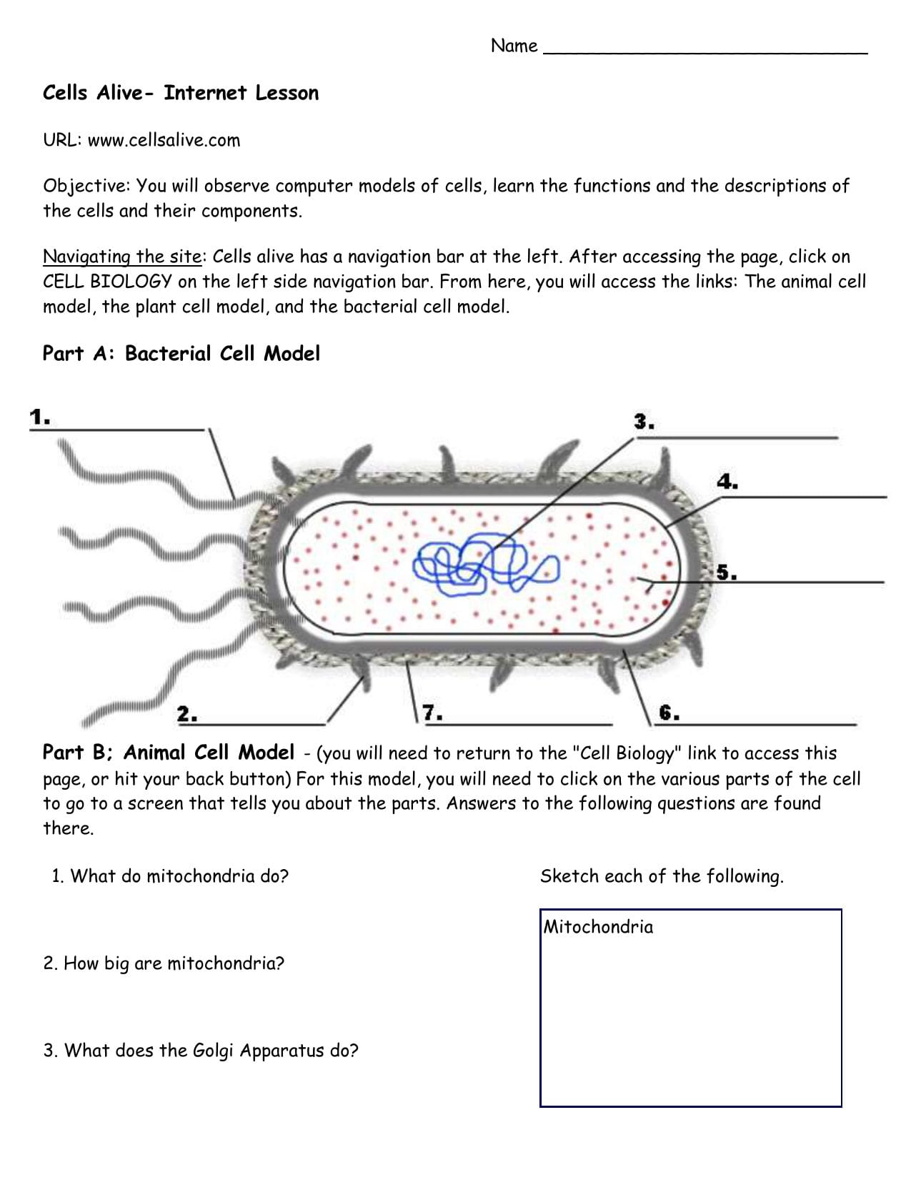 Cells Alive Tutorial 0809 Along With Cells Alive Bacterial Cell Worksheet Answer Key