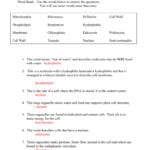 Cells And Biomolecule Review Answer Key Together With Biomolecules Worksheet Answer Key