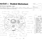 Cells  Mrs Musto 7Th Grade Life Science Within Inside The Eukaryotic Cell Worksheet Answers