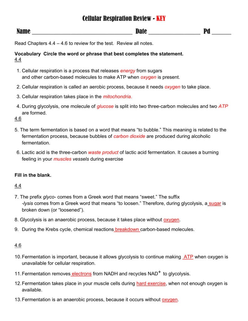 Cellular Respiration Review With Cellular Respiration And Fermentation Worksheet Answers