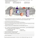 Cellular Transport Worksheet Name In Cell Membrane Structure And Function Worksheet