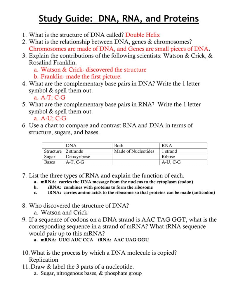 Ch 11 Study Guide Dna Rna And Proteins Intended For Dna And Rna Structure Worksheet Answer Key