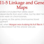 Chapter 11 Introduction To Genetics  Ppt Download Or Section 11 5 Linkage And Gene Maps Worksheet Answer Key