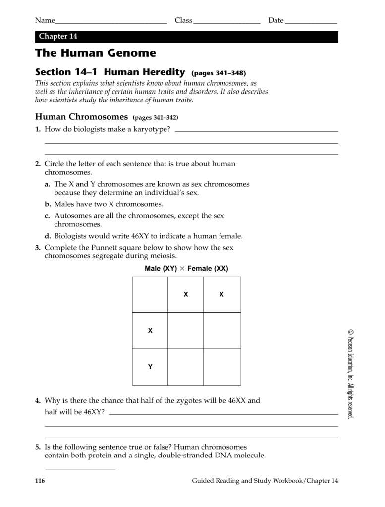 Chapter 14 The Human Genome Se Intended For Chapter 14 The Human Genome Worksheet Answer Key