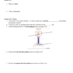 Chapter 18 Bacteria And Viruses Worksheet With Regard To Viruses And Bacteria Worksheet