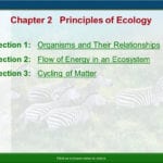 Chapter 2 Principles Of Ecology  Ppt Video Online Download Regarding Chapter 2 Principles Of Ecology Worksheet Answers