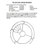 Chapter 5 Cycle Cycle Diagram  Quizlet For Cell Cycle Labeling Worksheet