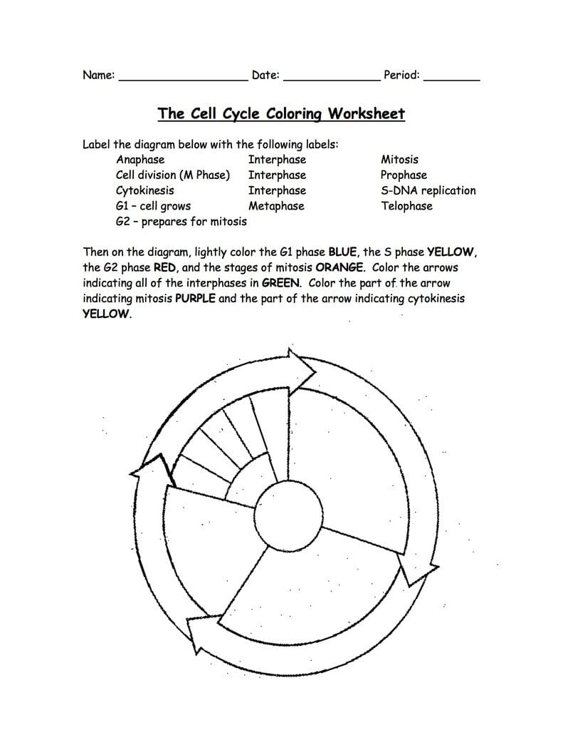Chapter 5 Cycle Cycle Diagram  Quizlet For Cell Cycle Labeling Worksheet