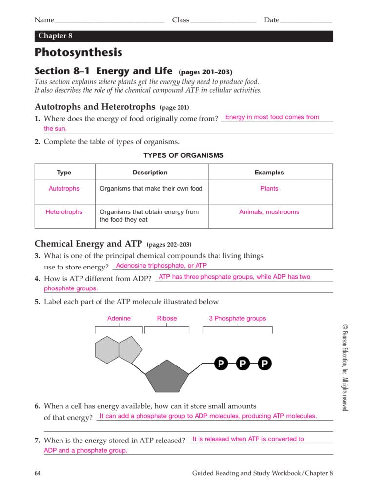Chapter 8 Photosynthesis Te Within 8 1 Energy And Life Worksheet Answer Key
