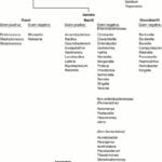 Characteristics Of Bacteria Worksheet Answers  Briefencounters In Characteristics Of Bacteria Worksheet