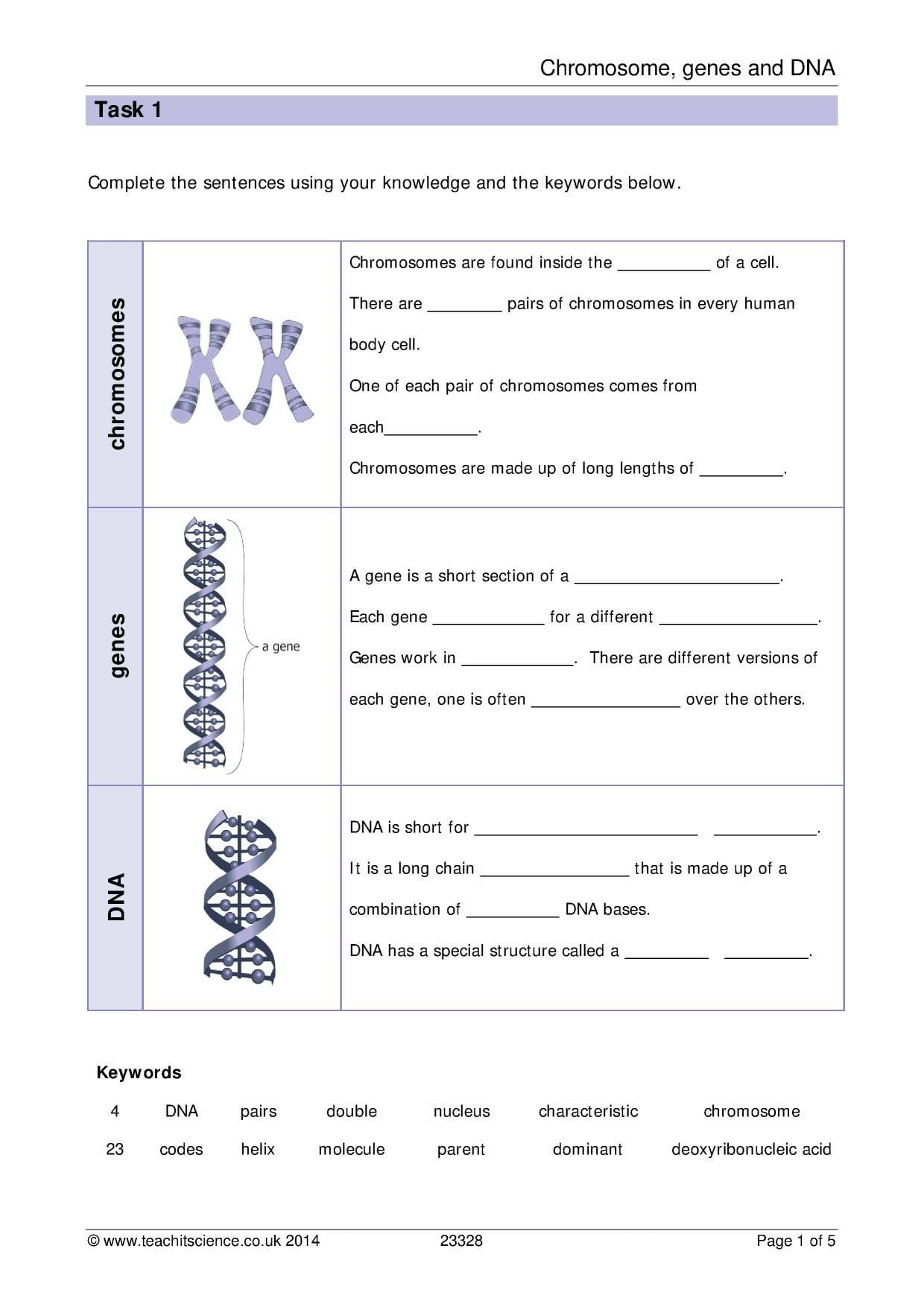 Chromosomes Genes And Dna Worksheet With Answers Within Dna And Genes Worksheet