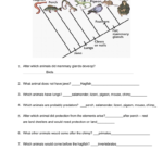 Cladogram Practice With Cladogram Worksheet Answers