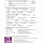 Collection Of Solutions Active Transport Worksheet Answers Gallery Within Active Transport Worksheet Answers