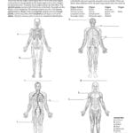 Coloring  Coloring Muscular System Pages Template Blank Human Bingo Inside Skin Diagram Coloring And Labeling Worksheet