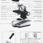 Compound Light Microscope Parts And Functions Worksheet 15 15 Regarding Microscope Parts And Use Worksheet