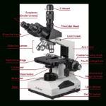 Compound Microscope Lab 1  Answer Key Inside The Compound Light Microscope Worksheet