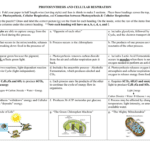 Concept Map – Photosynthesis And Cellular Respiration Intended For Photosynthesis Amp Cellular Respiration Worksheet
