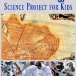 Dendrochronology  Tree Rings Science Project For Kids  Edventures Also Tree Ring Activity Worksheet Answers