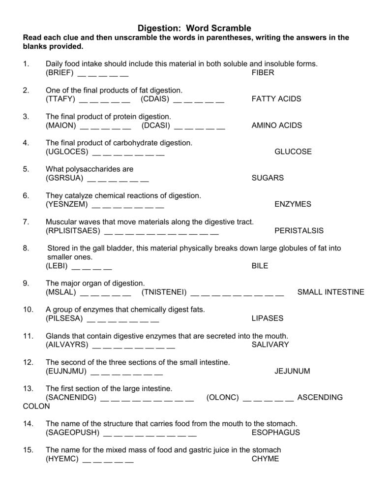 Digestive System Along With Digestion Worksheet Answer Key