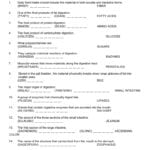 Digestive System Intended For 9 5 Digestion In The Small Intestine Worksheet Answers