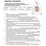 Digestive System Vocabulary Worksheet Intended For Digestion Worksheet Answer Key