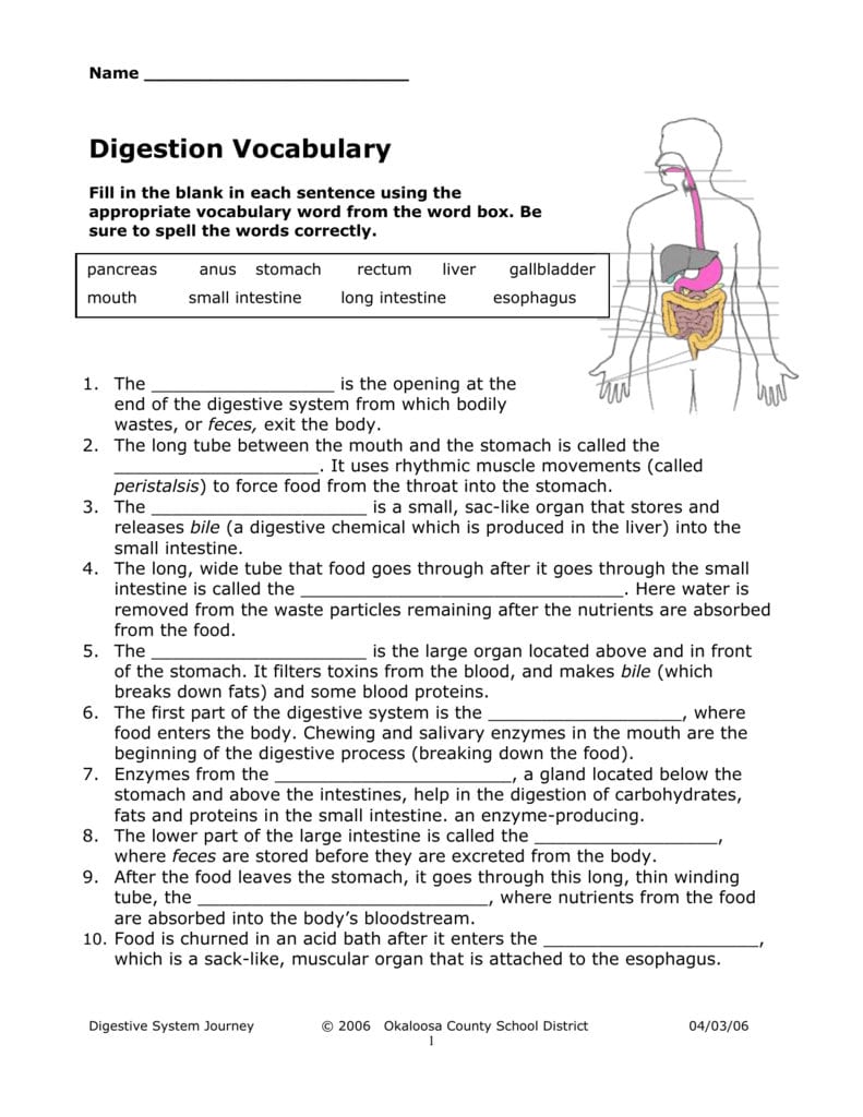 Digestive System Vocabulary Worksheet Intended For Digestion Worksheet Answer Key