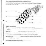Dna And Protein Synthesis Worksheet Answers Pertaining To Worksheet 4 4 Chargaff039S Dna Data Answer Key