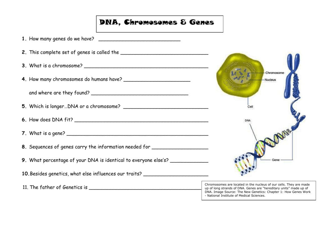 Dna Chromosomes And Genes Notes For Powerpoint Visual Inside Dna And Genes Worksheet