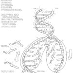 Dna Replication Coloring Page  Coloring Home Along With Dna Replication Worksheet Pdf