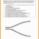 Dna Replication Drawing At Paintingvalley  Explore Collection With Dna The Double Helix Worksheet Answer Key