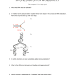 Dna Replication Worksheet For Dna Structure Worksheet Answers