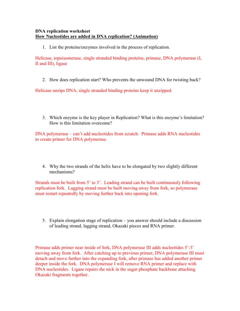 Dna Replication Worksheet – Watch The Animations And Answer In Dna Interactive Worksheet Answer Key