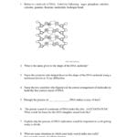 Dna Review Sheet Along With Dna Review Worksheet Answer Key