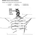 Dna Structure And Replication Worksheet Along With Dna Structure Worksheet