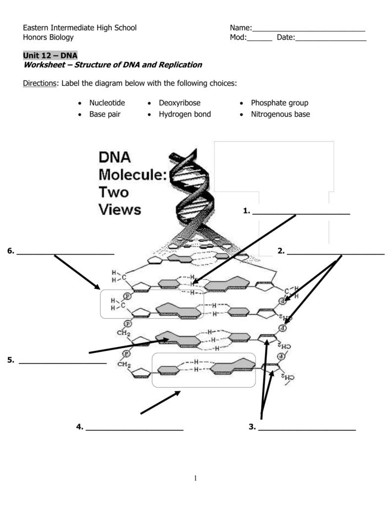 Dna Structure And Replication Worksheet Along With Dna Structure Worksheet