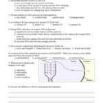 Dna Structure And Replication Worksheet Answers Key  Briefencounters For Dna Unit Review Worksheet
