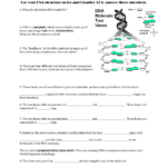 Dna Structure Worksheet Along With Dna Structure Worksheet Answers