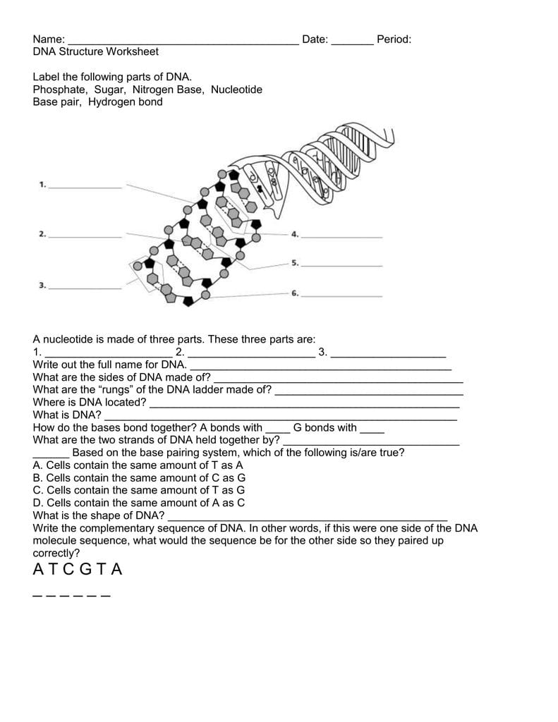 Dna Structure Worksheet As Well As Dna Structure Worksheet