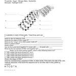 Dna Structure Worksheet With Regard To Dna Structure Worksheet Answers