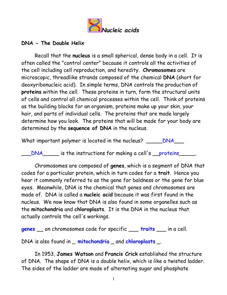 Dna  The Double Helix As Well As Dna The Double Helix Worksheet