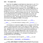 Dna  The Double Helix Inside Dna The Double Helix Worksheet Answers