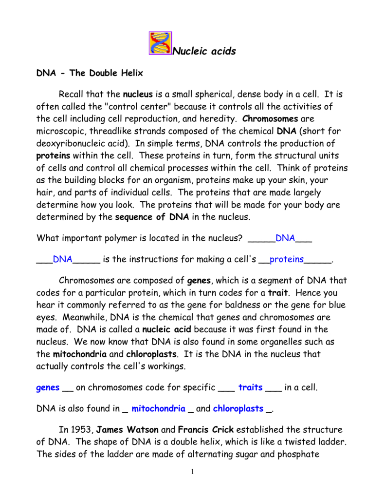 Dna  The Double Helix Inside Dna The Double Helix Worksheet Answers
