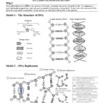 Dna The Molecule Of Heredity Worksheet  Briefencounters In Dna And Genes Worksheet