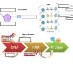 Dna To Proteins And Inheritance Of Traits Stemscope 3D Diagram Pertaining To Worksheet On Dna Rna And Protein Synthesis Answer Key Quizlet