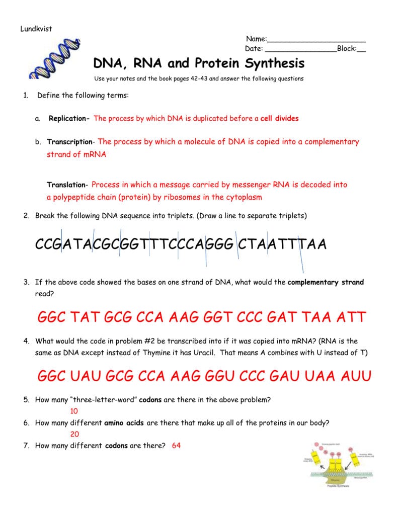 Dna Triplets Mrna Codon Amino Acid Match Regarding Dna To Rna To Protein Worksheet