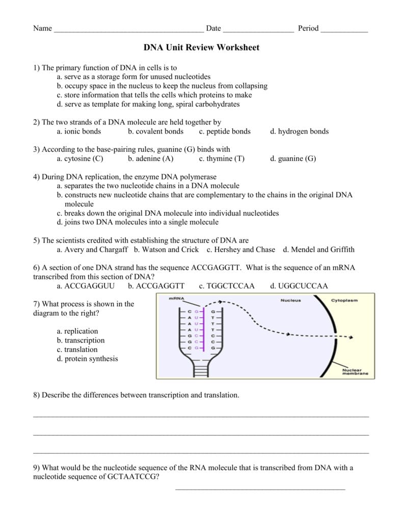 Dna Unit Review Worksheet For Dna Review Worksheet Answer Key